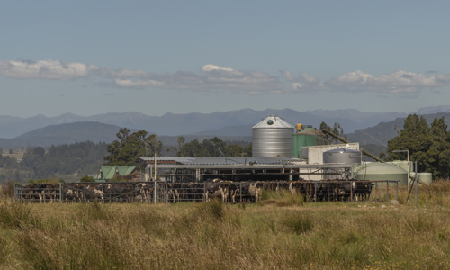 Image of Milking Shed at Kowhitirangi