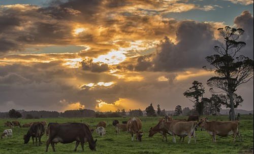 Image of Kowhitirangi dairy farm at sunset, Kowhitirangi