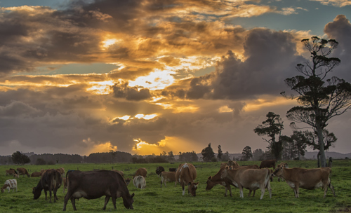 Image of Kowhitirangi dairy farm at sunset, Kowhitirangi