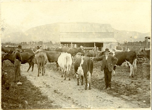 Image of  George Lyes Snr with cows.  Milked 31 Cows and was the last farm to supply Westland Dairy with milk obtained milking by hand #010733