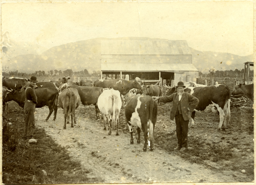 Image of  George Lyes Snr with cows.  Milked 31 Cows and was the last farm to supply Westland Dairy with milk obtained milking by hand #010733